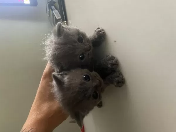 Scottish Fold Longhair