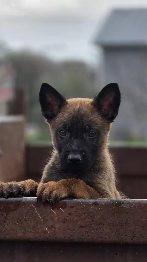 Sağlıklı Malinois Yavrularımız