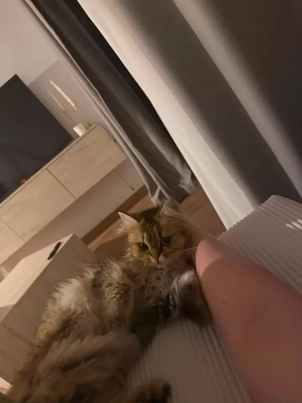 Ücretsiz Sahiplendirme Kedimiz