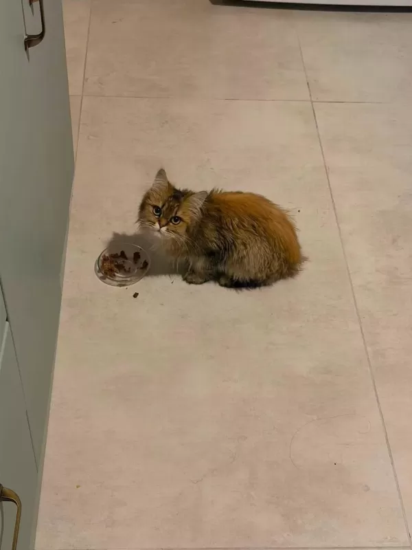 Ücretsiz Sahiplendirme Kedimiz