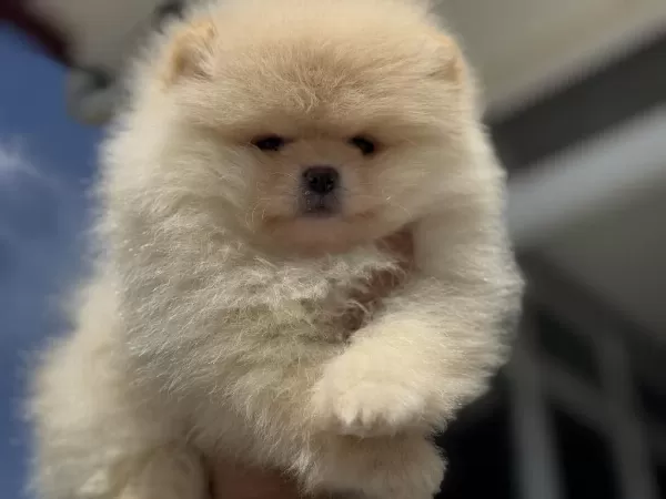 Petmode Köpek Çiftliğinde Ziyarete Açık Pomeranian