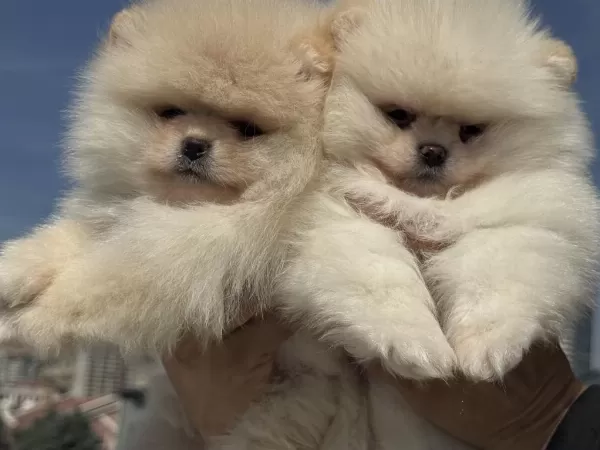 Petmode Köpek Çiftliğinde Ziyarete Açık Pomeranian