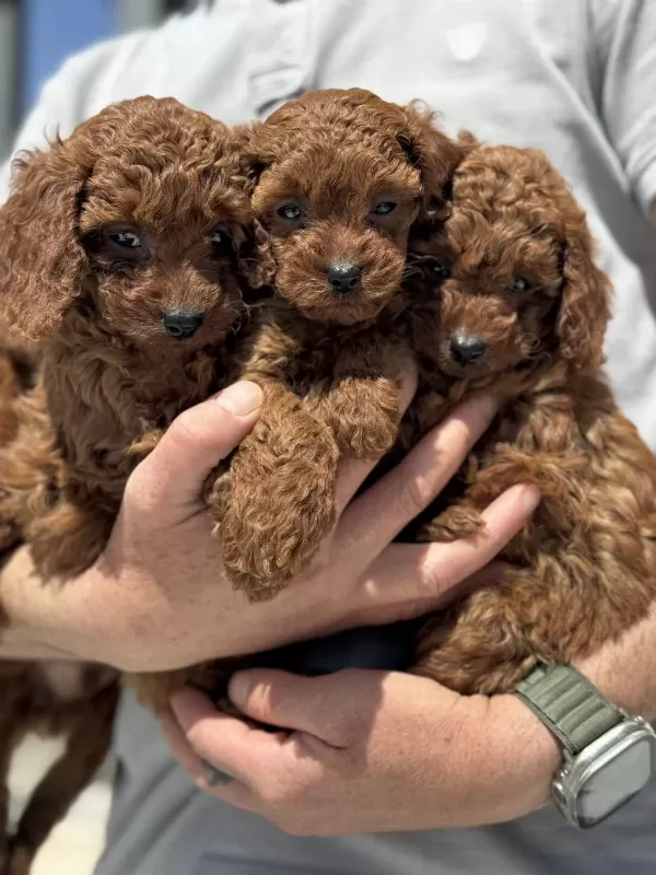 Petmode Köpek Çiftliğinde Ziyarete Açık Toy Poodle