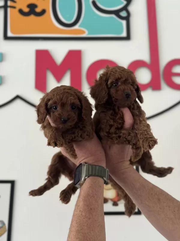Petmode Köpek Çiftliğinde Ziyarete Açık Toy Poodle