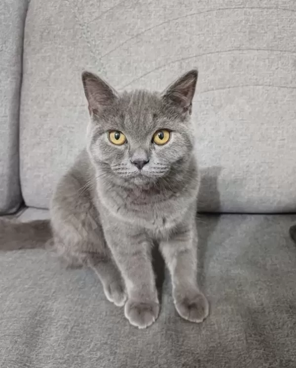 Ücretsiz Kedi Sahiplendirme (Eşya Alım Şartlı)