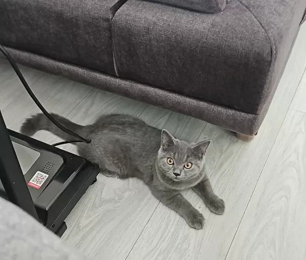 Ücretsiz Kedi Sahiplendirme (Eşya Alım Şartlı)