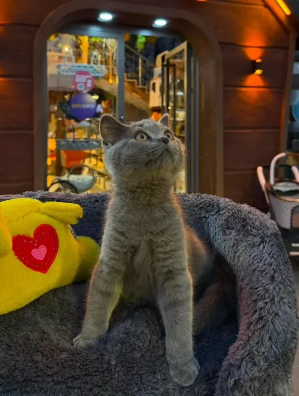 Ücretsiz Kedi Sahiplendirme (Eşya Alım Şartlı)