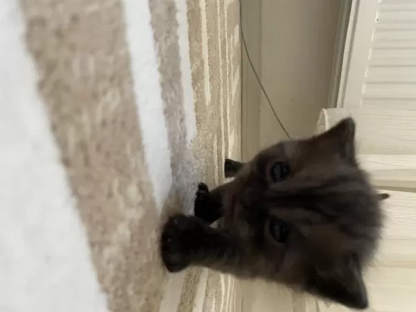 Scottish Longhair Yavru Kedimiz