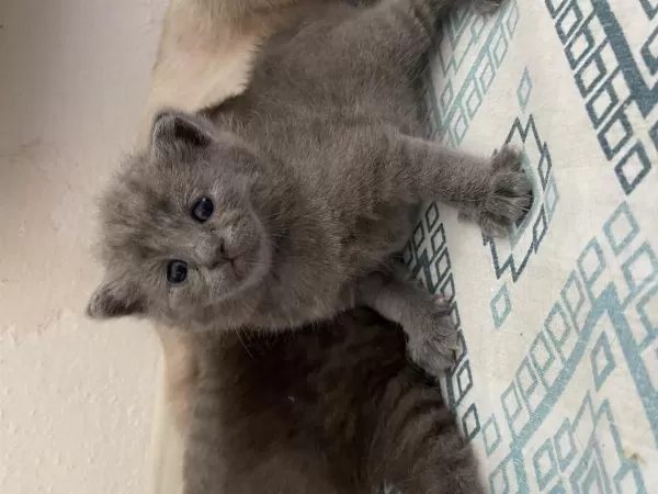 Scottish Longhair Yavru Kedimiz