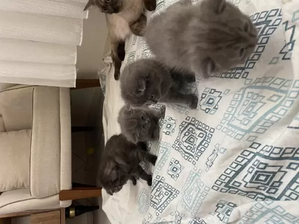 Scottish Longhair Yavru Kedimiz
