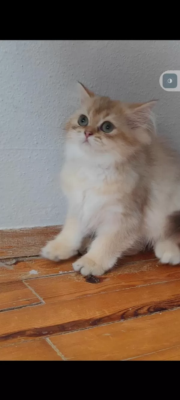British Longhair Golden