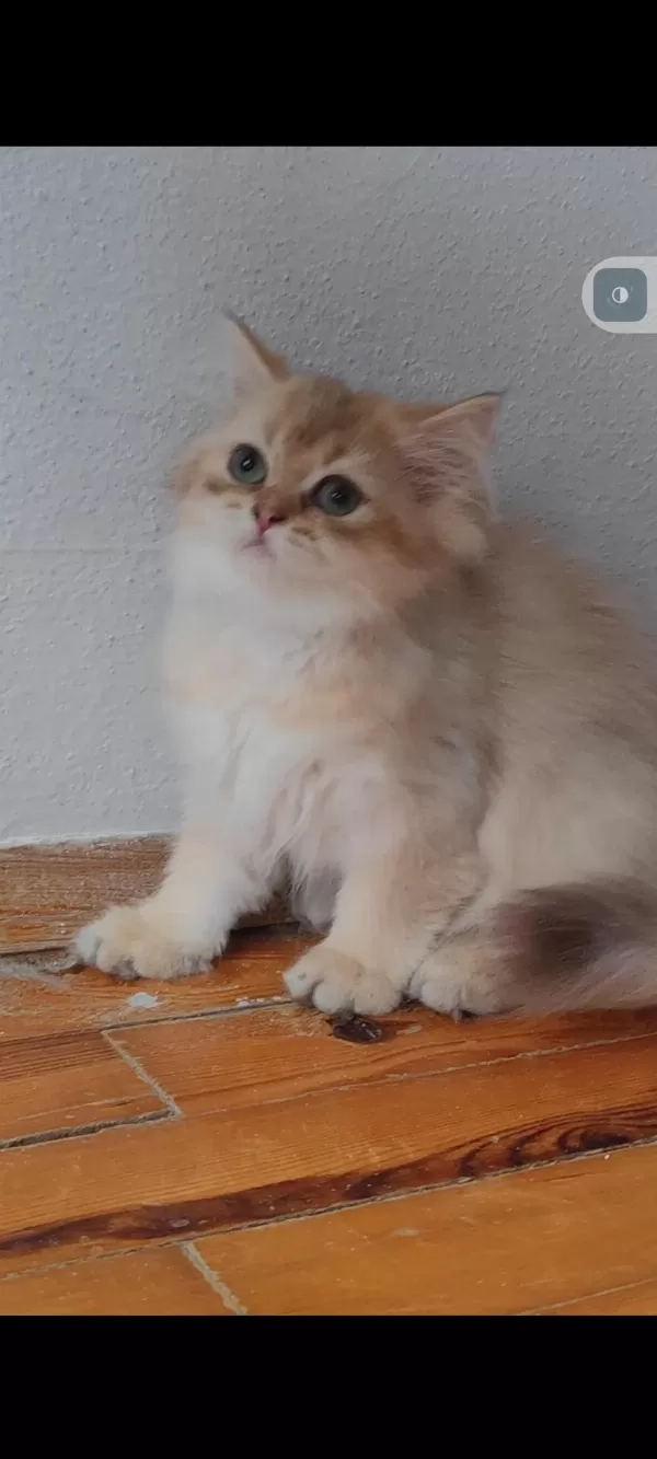 British Longhair Golden