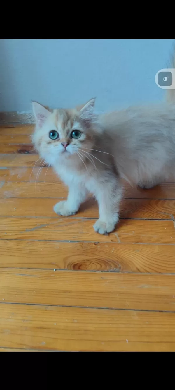 British Longhair Golden