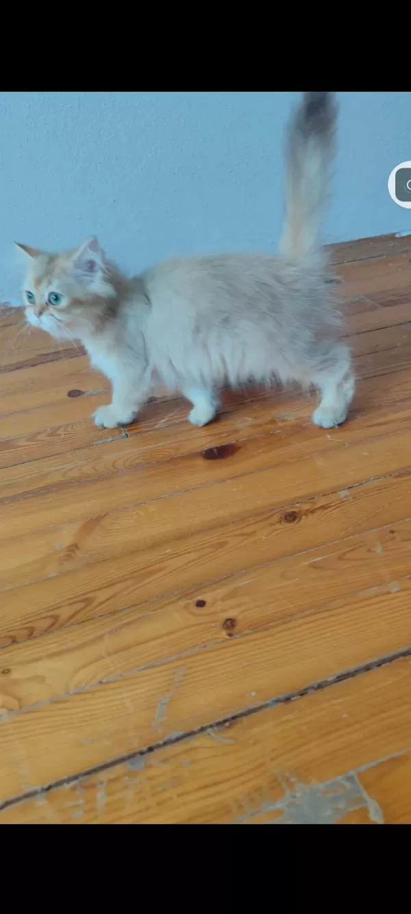 British Longhair Golden