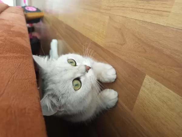 Kedimize Yeni Yuva Arıyoruz