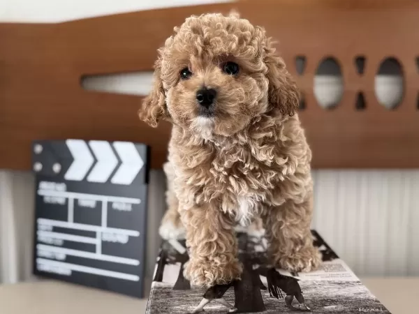 Petmode Köpek Çiftliğinde Ziyarete Açık Maltipoo