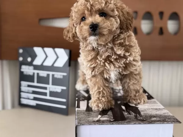 Petmode Köpek Çiftliğinde Ziyarete Açık Maltipoo