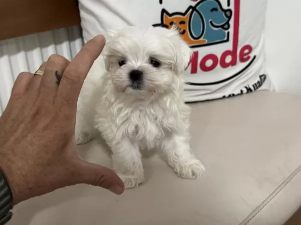 Petmode Den Tea Cup Kore Kan Maltese