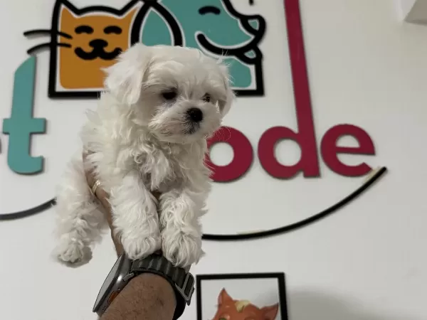 Petmode Den Tea Cup Kore Kan Maltese