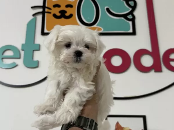 Petmode Den Tea Cup Kore Kan Maltese