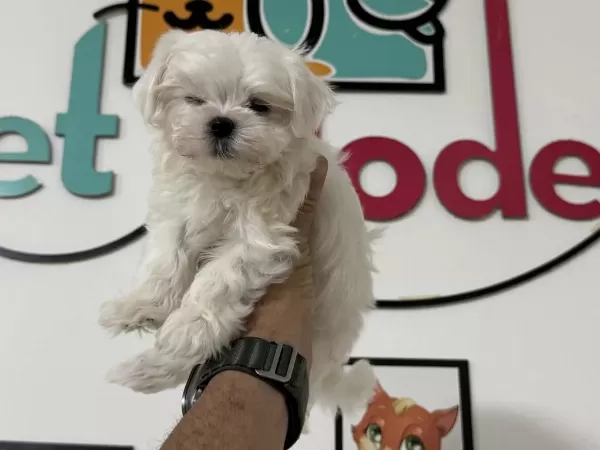 Petmode Den Tea Cup Kore Kan Maltese