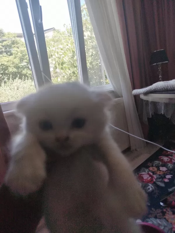 Scottish Fold Yavrular 2 Adet