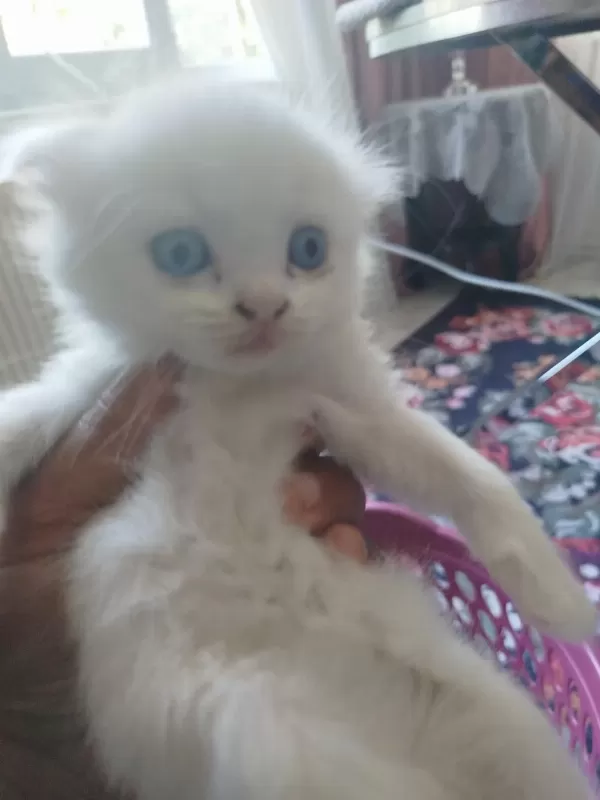 Scottish Fold Yavrular 2 Adet