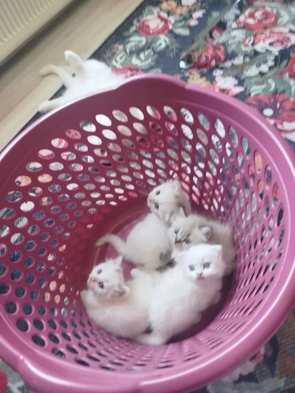 Scottish Fold Yavrular 2 Adet