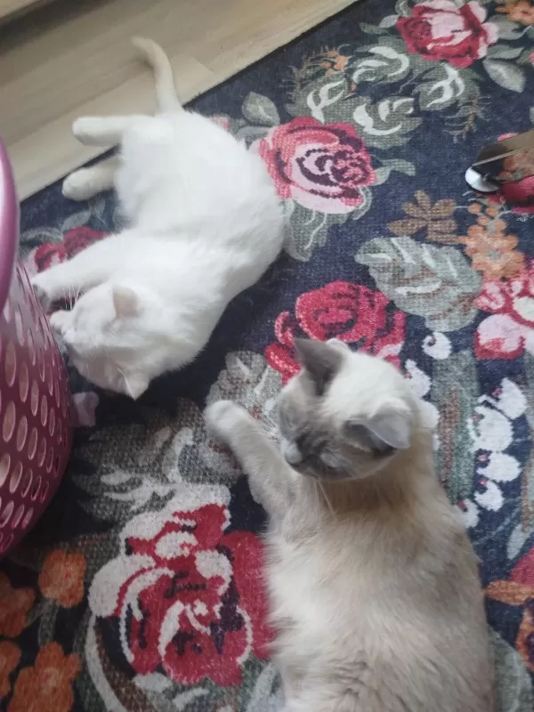 Scottish Fold Yavrular 2 Adet