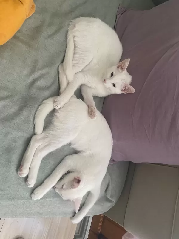 2 Tane Sahiplendirilecek Kedilerimiz
