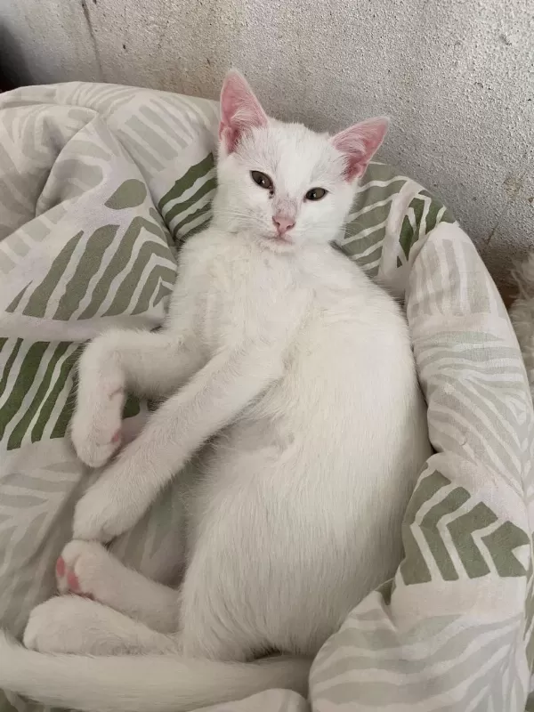 2 Tane Sahiplendirilecek Kedilerimiz