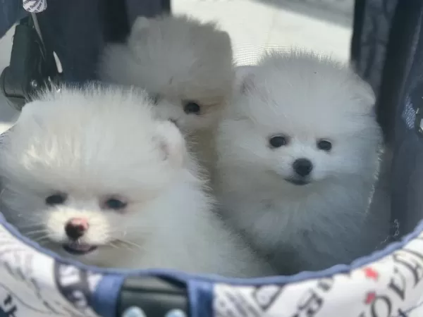 Ankaranın Ruhsatlı Çiftliğinden Pomeranian Yavrular