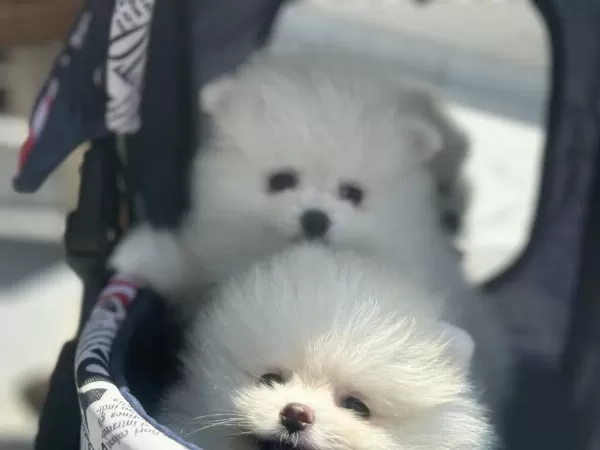 Ankaranın Ruhsatlı Çiftliğinden Pomeranian Yavrular