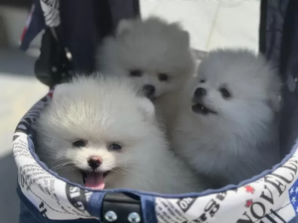 Ankaranın Ruhsatlı Çiftliğinden Pomeranian Yavrular