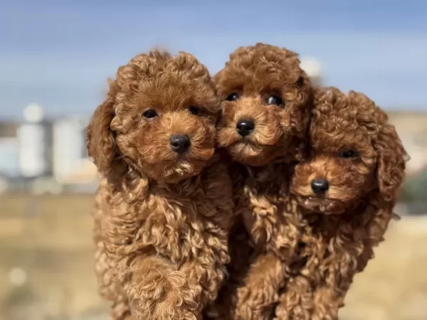 Ankaranın En Seçkin Toy Poodle Yavruları