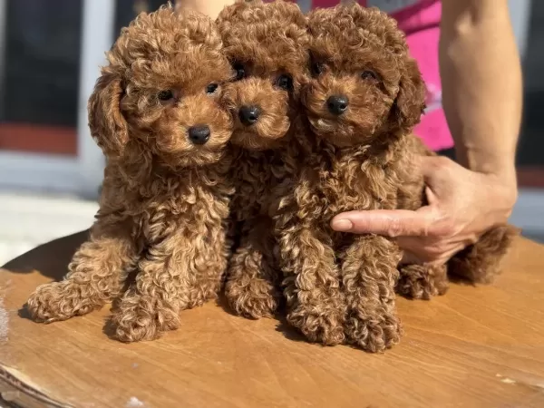 Ankaranın En Seçkin Toy Poodle Yavruları