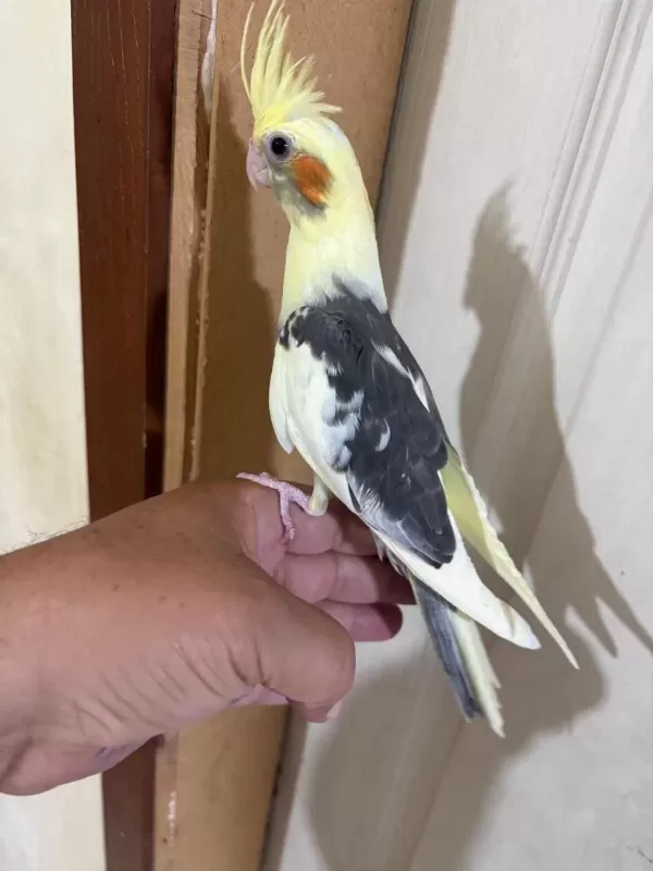 43 Günlük Kusursuz Sultan Papağani Bebek
