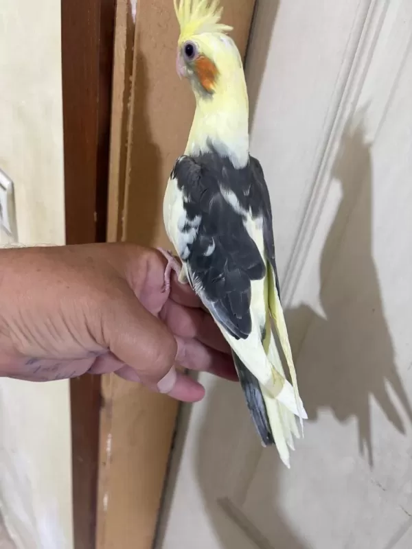 43 Günlük Kusursuz Sultan Papağani Bebek
