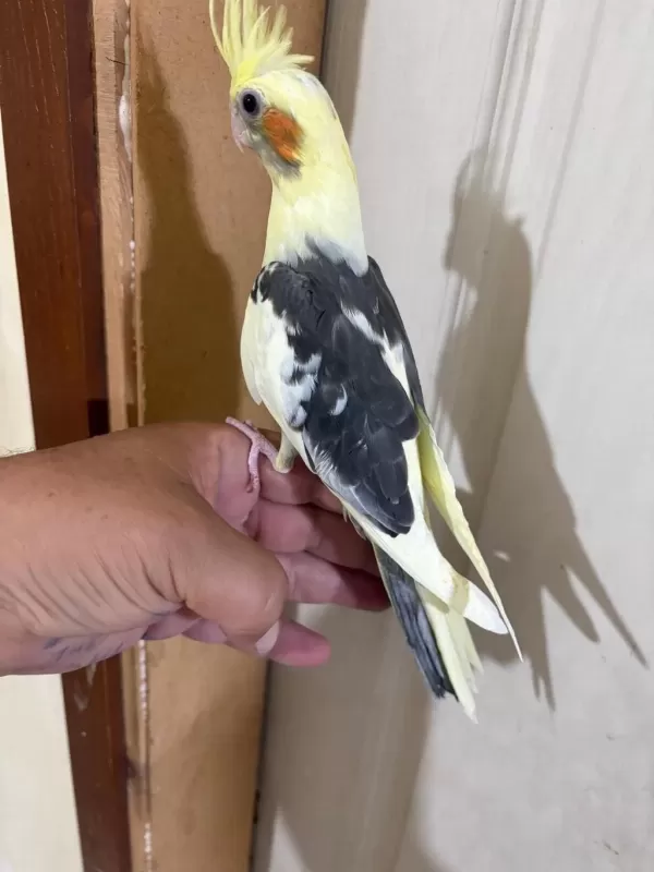 43 Günlük Kusursuz Sultan Papağani Bebek