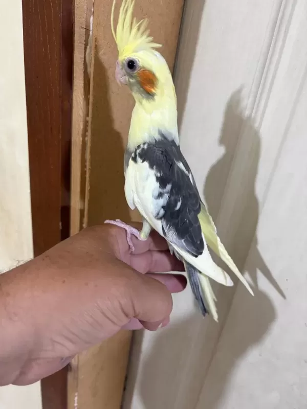 43 Günlük Kusursuz Sultan Papağani Bebek