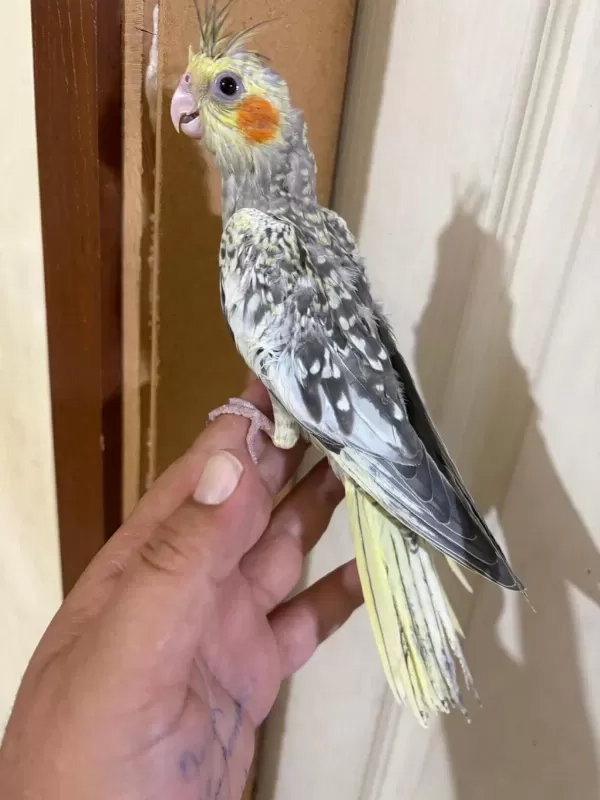 44 Günlük Kusursuz Sulyan Papağani Bebek