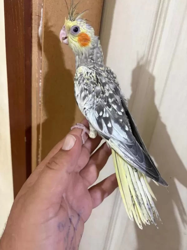 44 Günlük Kusursuz Sulyan Papağani Bebek