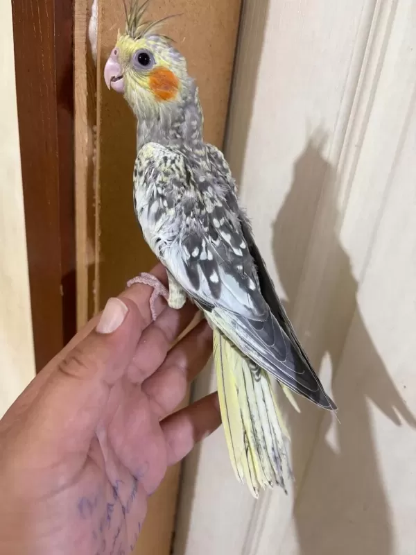 44 Günlük Kusursuz Sulyan Papağani Bebek