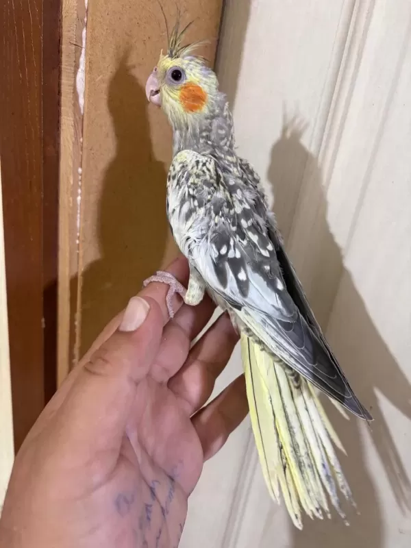 44 Günlük Kusursuz Sulyan Papağani Bebek
