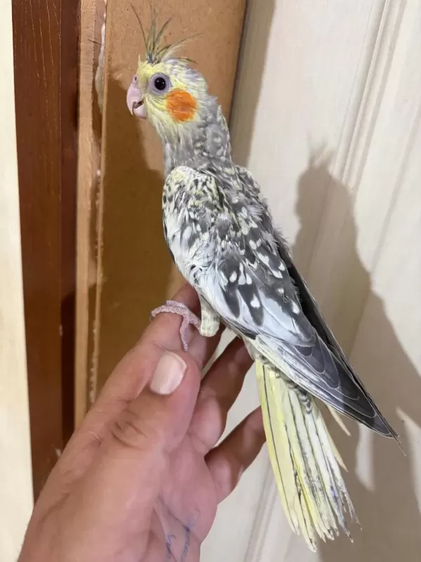 44 Günlük Kusursuz Sulyan Papağani Bebek