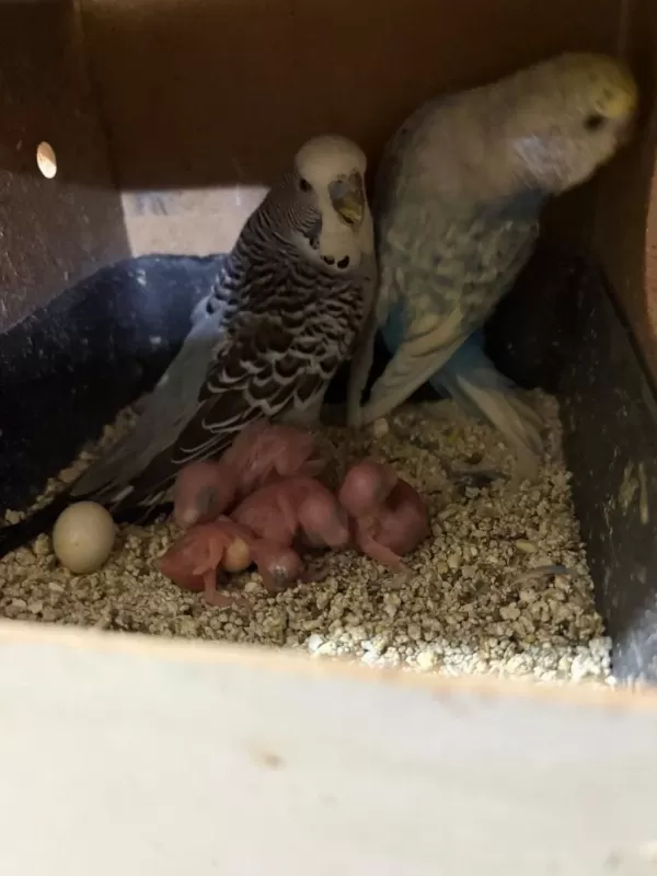 Kuluçka Makinesi Gibi Yavrulu İki Takim Muhabbet