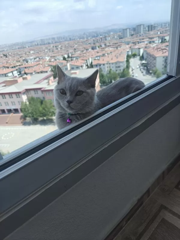 Dört Aylık Çipli Kedimiz