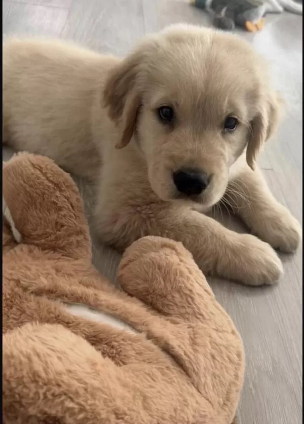 Golden Retriever Yavrusu
