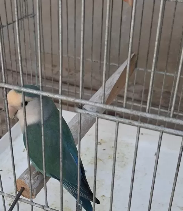 Sevda Ve Cennet Papağanı Takım