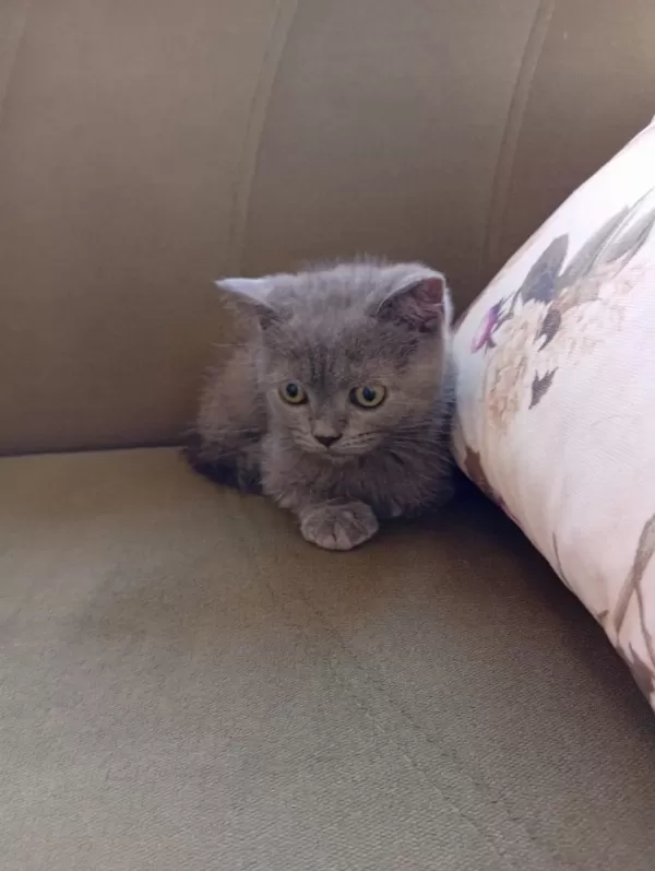 İki Aylık Erkek British Shorthair